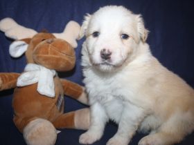 Kunterbunter Border Collie Wurf