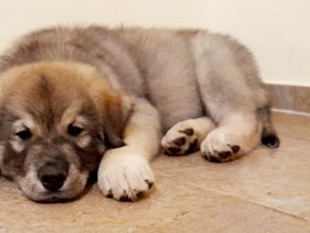 Zuckerschnuten suchen noch ihr neues Zuhause