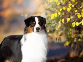 Starlight Australian Shepherds