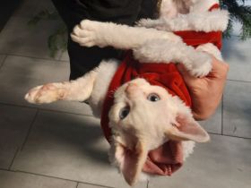 Devon rex Kätzchen mit blauen Augen