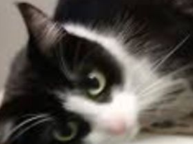 Kater 2 Stück abzugeben