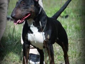 Deckrüde: Typvoller Miniatur Bullterrier