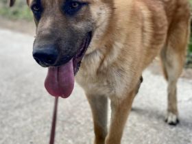 Ares sucht sein Traumzuhause