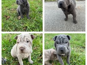 Shar Pei Welpen aus liebevoller deutscher Zucht suchen ein tolles Zuhause.