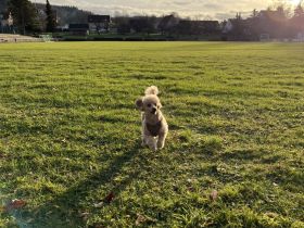 3 Jähriger Deckrüde Löwa - Zwergpudel (reinrassig)