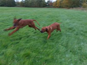 Rhodesian Ridgeback Rüde und Hündin mit Ahnentafel