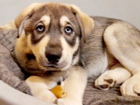 Kleiner Buddy sucht sein Zuhause