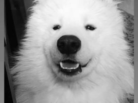 Sammy sucht ein Zuhause!