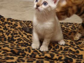 Bengalkitten reinrassige