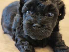 Havaneser Welpe Mailo ist vergeben