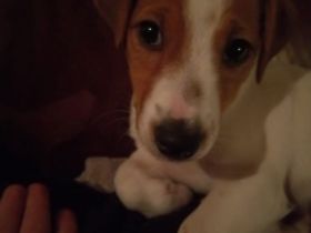 Flash sucht eine liebevolle Familie