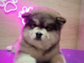 Alaskan malamute puppy with all documents FCI