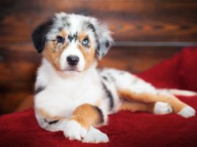 Australian Shepherd Welpen suchen IHR Zuhause