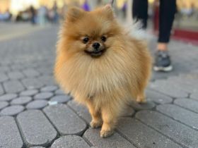 Pomeranian Boo Rüde