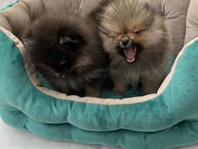 Zwergspitz Welpen Weibchen und Rüde