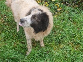 Rüde Senior Nikos sucht ein Zuhause für ruhigen Lebensabend