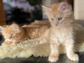 Zauberhafte Kitten aus exklusiver Maine Coon Rassekatzenzucht suchen neues Zuhause