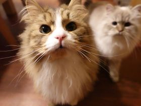 Traumhaft schönes nordsibirisches Geschwisterpaar auf der Suche nach einem neuen Zuhause!