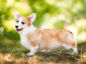 Welsh Corgi Pembroke - neuer Wurf - Anfang Februar!