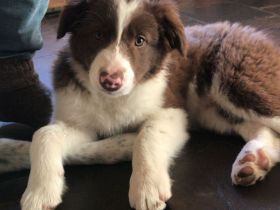 Border Collie Welpen - noch 2 Rüden zu vergeben