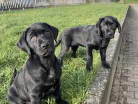 Labrador Welpen!! abgabebereit!! nur noch ein Weibchen!!