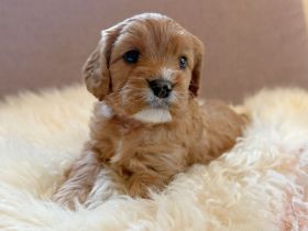 Süße Cavapoo Welpen F1 mit Ahnennachweis