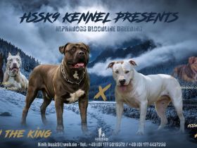 American Bully Welpen