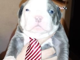 Welpen American bully