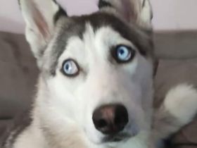 Sibirien Husky Hündin