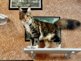 Cattery von der Sachsenwiege