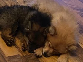 Kleinspitz vom Aubachtal