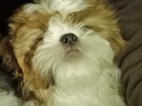 Shih tzu rüde