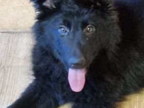 Altdeutsche Schäferhunde Welpen 3 Hündinnen !