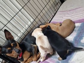 Süße Zwergpinscher Chihuahua Welpen