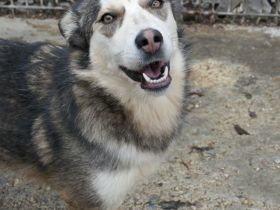 Aisha sucht ihr eigenes Körbchen