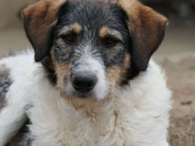 Der hübsche Azul sucht seine Menschen