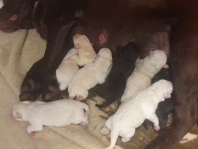 Labrador Retriever Welpen❤️🐕