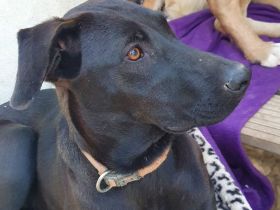 Wer sucht eine Labrador Mix Hündin