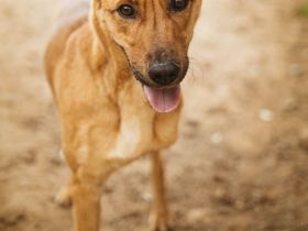 Dulcinea sucht ihr Glück