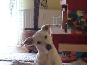 Suche eine geeignete Familie für meine liebe Hündin