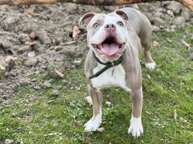 Oeb Welpen mit Stammbaum