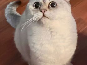 Deckkater BKH Seal-Silver-Point