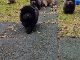 Chow Chow blauträger