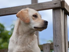 Dilut-Träger Er vererbt silber, charcoal, champagner, weiß bis foxred, schwarz, braun und blond