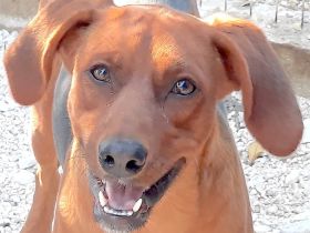 Hogan 3, männlicher Mischling