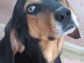 Jack 6, männlicher Mischling