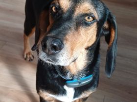 Jack 6, männlicher Mischling (zur Pflege in 26789 Leer)