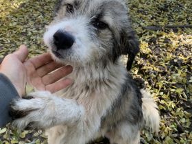 Extrem lieber, verschmuster Rüde Milo sucht seine Menschen