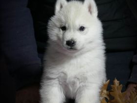 Husky puppy is looking for a loving family