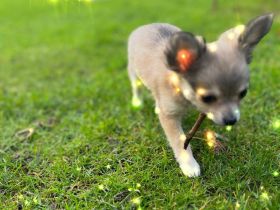Chihuahua Welpen